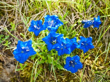 Gentiana