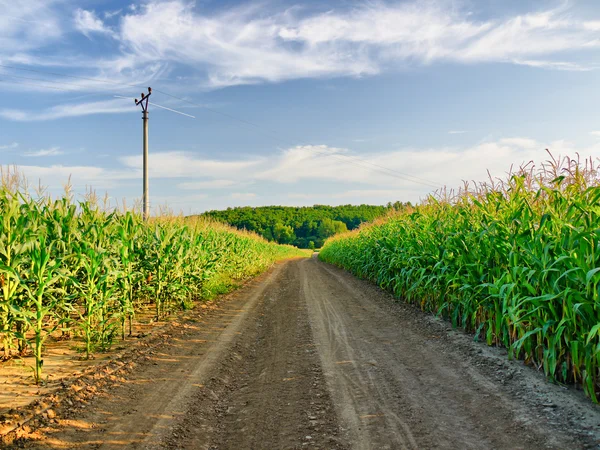 Через кукурузное поле — стоковое фото