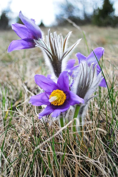 Pasqueflower — Fotografia de Stock