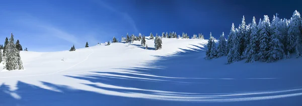 Winter schaduwen van het bos — Stockfoto