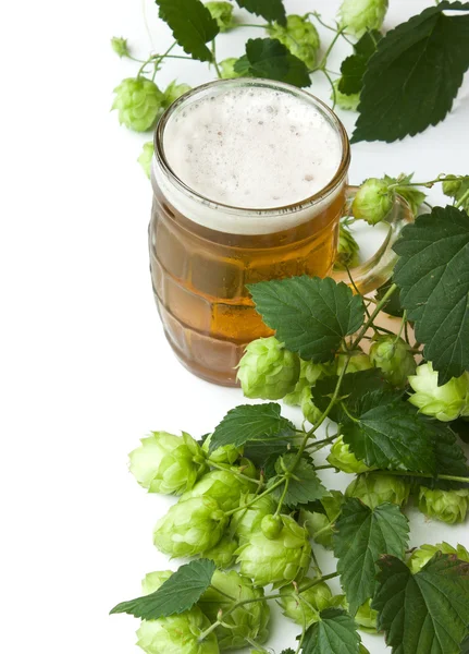 Bière et houblon — Photo