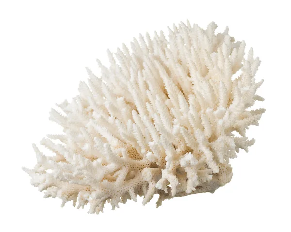 Coral — Fotografia de Stock