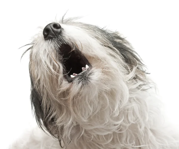 Roztomilý pes — Stock fotografie