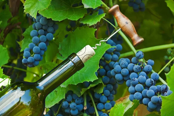 Butelka wina i winorośli — Zdjęcie stockowe