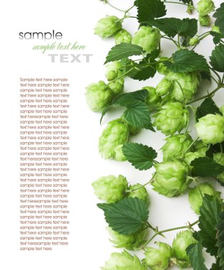 Hops clipart