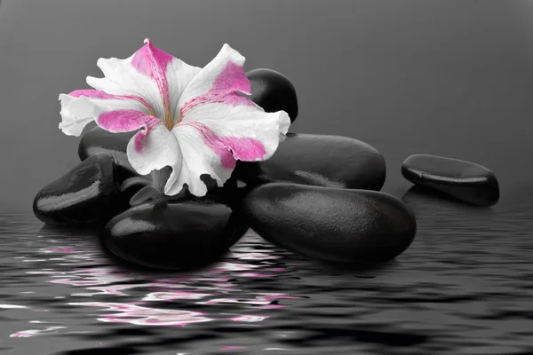 stock image Spa with black stones