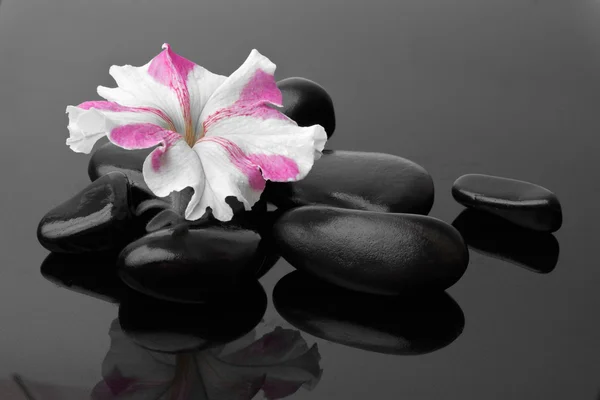 stock image Spa with black stones