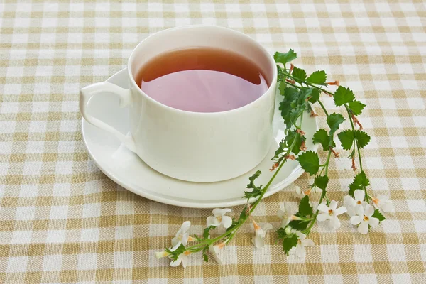 stock image Morning tea