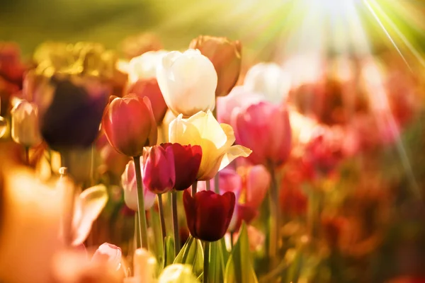 Ретро тюльпаны в солнечном свете — стоковое фото