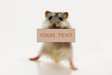 Mouse holding white sign to write it on your text isolated on white backgr clipart