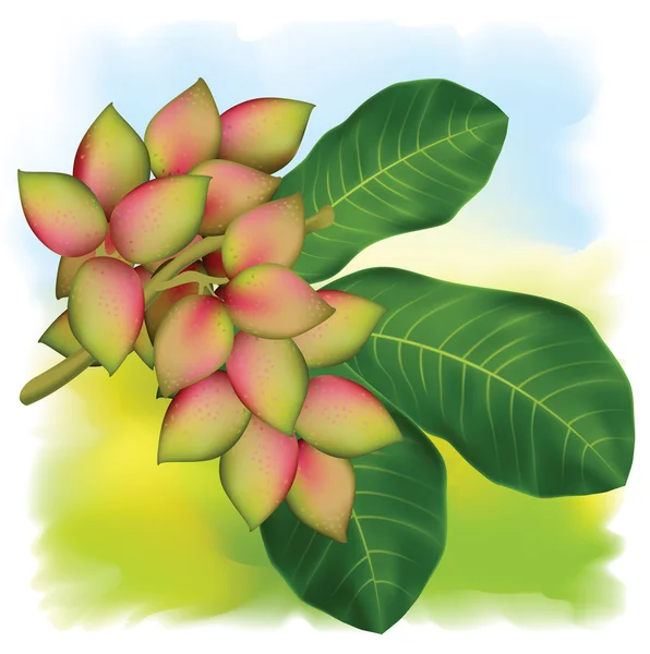 Branche de pistache aux fruits et aux feuilles . — Image vectorielle