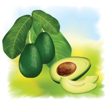 Avocados on a branch with leaves. clipart