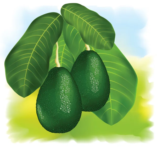Avocados on a branch with leaves. — Stock Vector