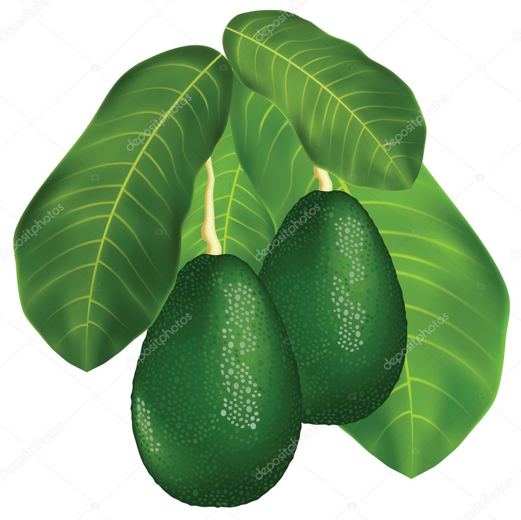Avocados on a branch with leaves.