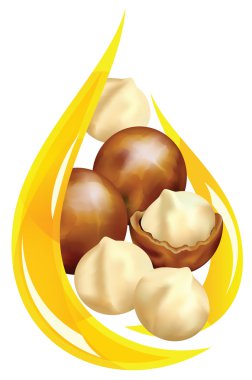 Macadamia oil. Stylized drop. clipart