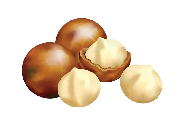 Nuts of Macadamia. — Stock Vector