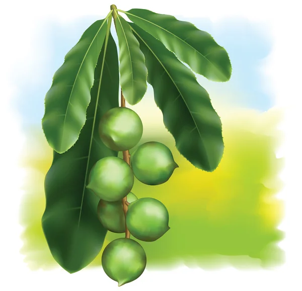 Leaves and fruits of Macadamia. — Stock Vector