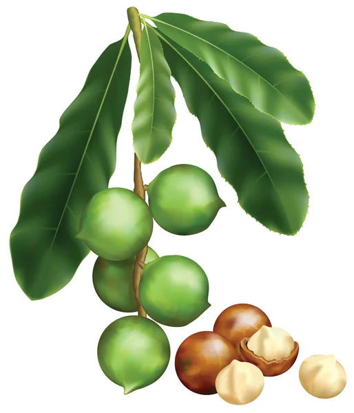 Leaves and fruits of Macadamia. Vector illustration on a white b — Stock Vector