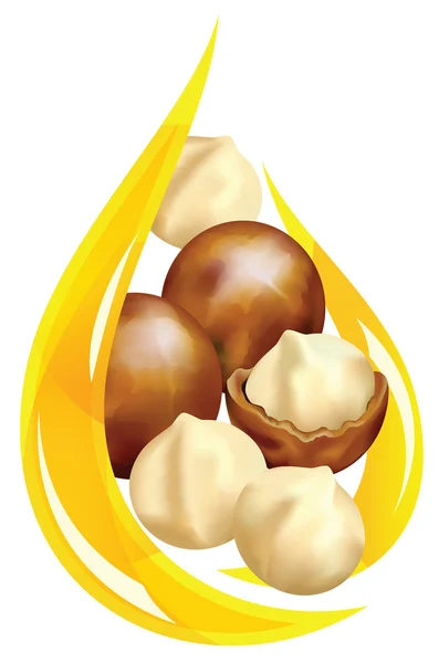 Huile de macadamia. Goutte stylisée . — Image vectorielle