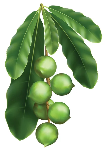 Leaves and fruits of Macadamia. — Stock Vector