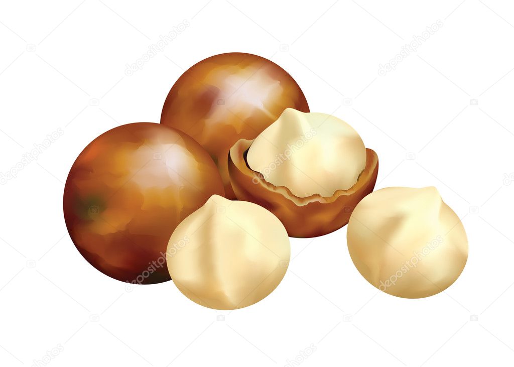 Nuts of Macadamia.