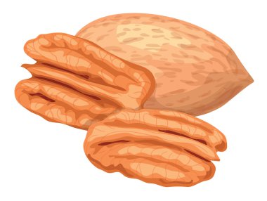 Pecan. clipart