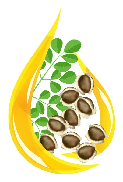 Moringa oleifera oil. stylizované pokles. — Stockový vektor