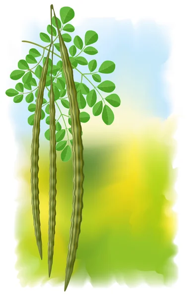 Moringa oleifera. — Image vectorielle