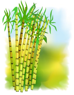 Plant of sugar cane. clipart