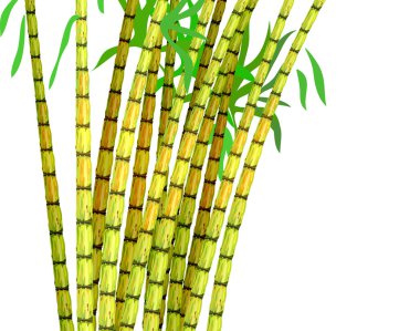 Plant of sugar cane. clipart