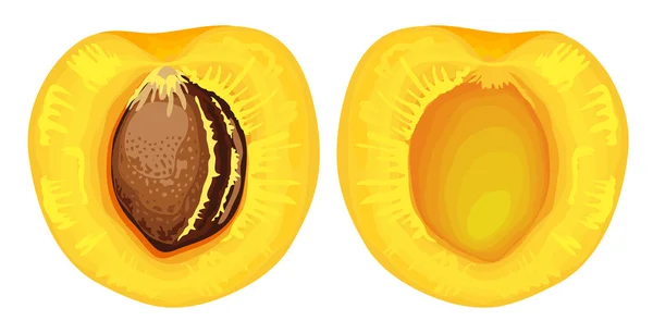 Две половинки абрикоса с семенами . — стоковый вектор