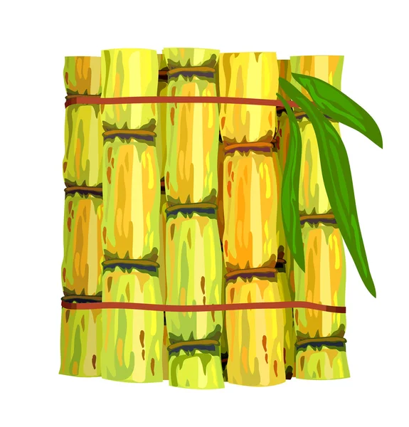 Stalks of sugar cane. — Stock Vector
