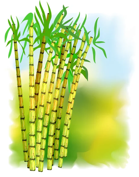 Pflanze aus Zuckerrohr. — Stockvektor