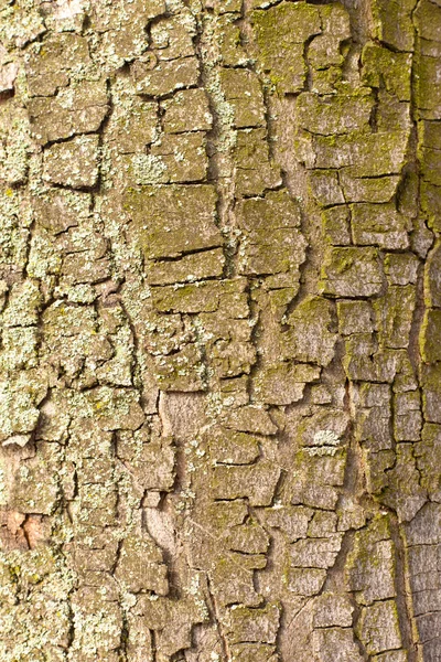 Bark Background Texture Pattern — Stock Photo, Image