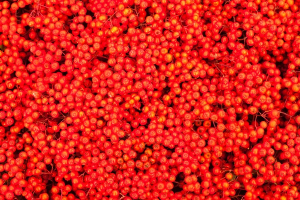 Mountain Ash Berries (Sorbus aucuparia) — Stock Photo, Image