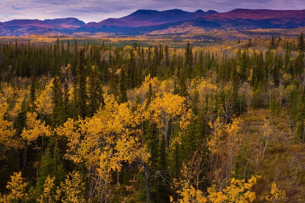 Yukon gold - vallen in yukon grondgebied, canada — Stockfoto