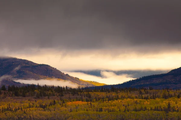 Yukon gold - vallen in yukon grondgebied, canada — Stockfoto