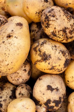 Yukon Gold potatoes clipart