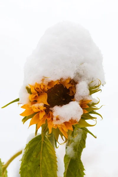Snowed-on sunflower — Stock Photo, Image