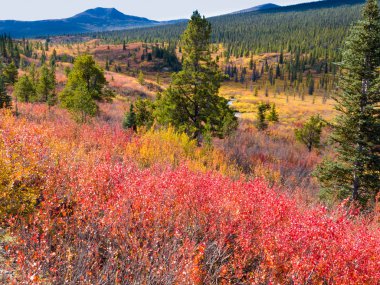 sonbahar Kuzey wilderness, yukon t, Kanada