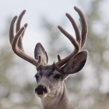 Portrait of mule deer buck with velvet antler clipart