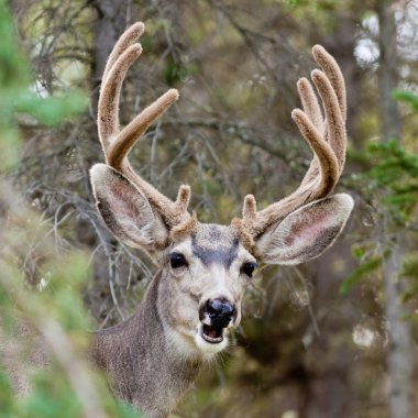 Funny mule deer buck portrait with velvet antler clipart