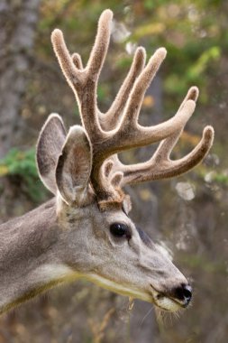 profil katır geyiği Buck ile kadife boynuz