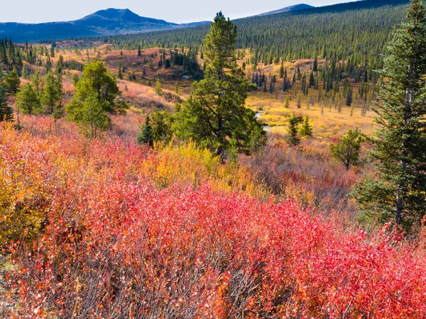 Falla i norra vildmarken, yukon t, Kanada — Stockfoto