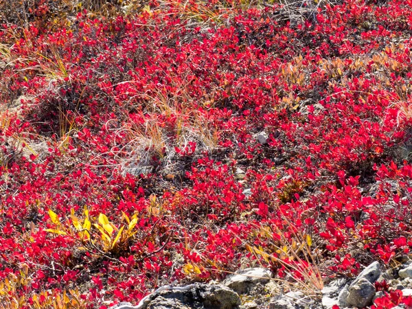 Фон з червоно-золотою альпійською рослинністю — стокове фото