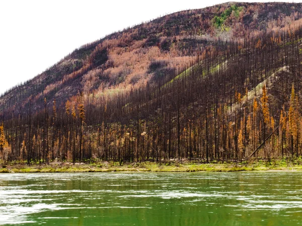 Boreal ліс Yuokon від річки знищила пожежа — стокове фото