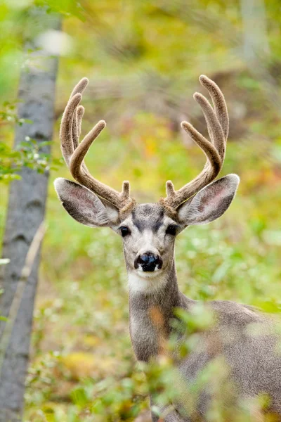 Retrato de veado de mula buck com chifre de veludo — Fotografia de Stock