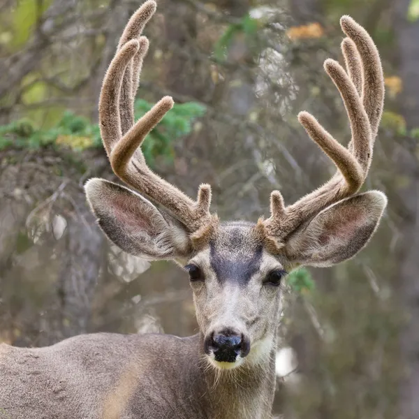 Retrato de veado de mula buck com chifre de veludo — Fotografia de Stock