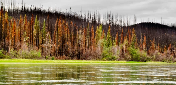 Бореальский лес на реке Юокон уничтожен пожаром. — стоковое фото