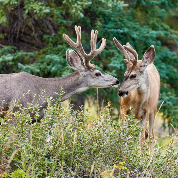 Two mule deer bucks with velvet antlers interact — Stock Photo, Image